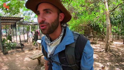 Kangaroo Feeding Time!