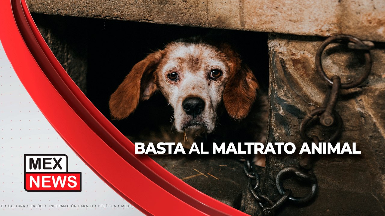 5 años de CÁRCEL para quienes tengan a sus PERROS en la AZOTEA