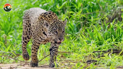 Jaguar vs Caiman - Ultimate Showdown!