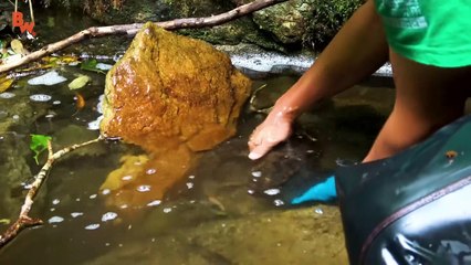 Japanese Giant Salamander CAUGHT!
