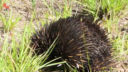 LIVING BALL OF SPIKES!