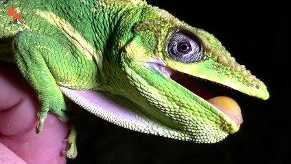 Super Sized Anole!
