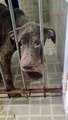 Cães são encontrados desnutridos em BC, Justiça nega indenização a cliente expulso de casa de strip-tease e mais