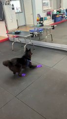 Pup's Reflection Triggers Zoomies