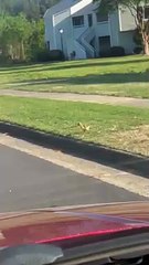 Goose Family Cross Street