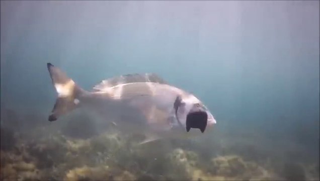 leurre-special-dorade-royale-peche-en-bateau-vertical