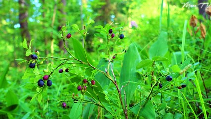 Relaxing Instrumental Music for Stress Relief & Deep Sleep 🎶