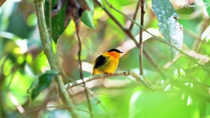 Mindfulness Meditation Music for Clarity