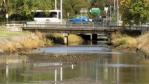 The small inhabitants helping experts assess the health of Hobart's rivulets