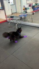 Pup's Reflection Triggers Zoomies