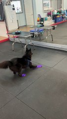 Pup's Reflection Triggers Zoomies