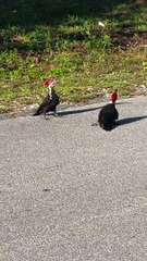 Couple of Woodpeckers Dance on Road