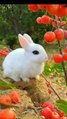 Smoothing Jazz Music 4K All Types Cutest Rabbits - make mood happy clam relax your mind in morning