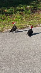 Couple of Woodpeckers Dance on Road