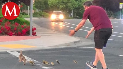 Hombre muere atropellado tras AYUDAR a patitos a cruzar la calle en California