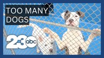 Animal shelter overcrowding is forcing tough decisions
