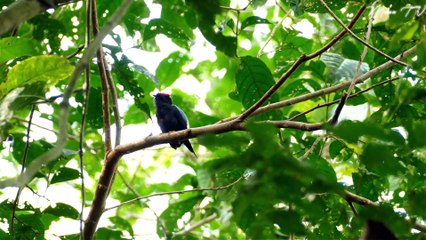 Mindfulness Music for Positive Thinking