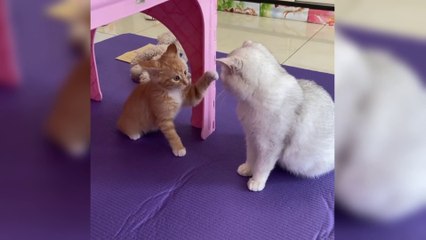 Cute pets funny moment part 3 - cute kitten like to playing