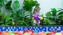 KiKi Monkey bathing in the toilet and eating watermelon with ducklings at pool _ KUDO ANIMAL KIKI