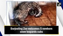 Darjeeling Zoo welcomes 5 newborn snow leopards cubs