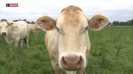 Climat : pourquoi les vaches sont-elles dans le viseur de la Cour des comptes ?
