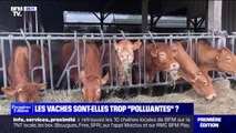 L'élevage bovin, responsable de 11,8% des émissions de gaz à effet de serre en France, est-il trop polluant?