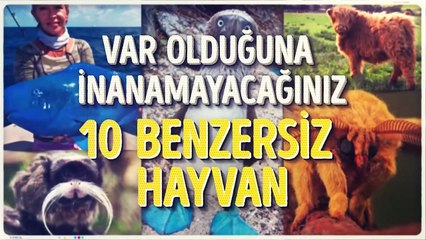 Var olduğuna İnanamayacağınız 10 Benzersiz Hayvan
