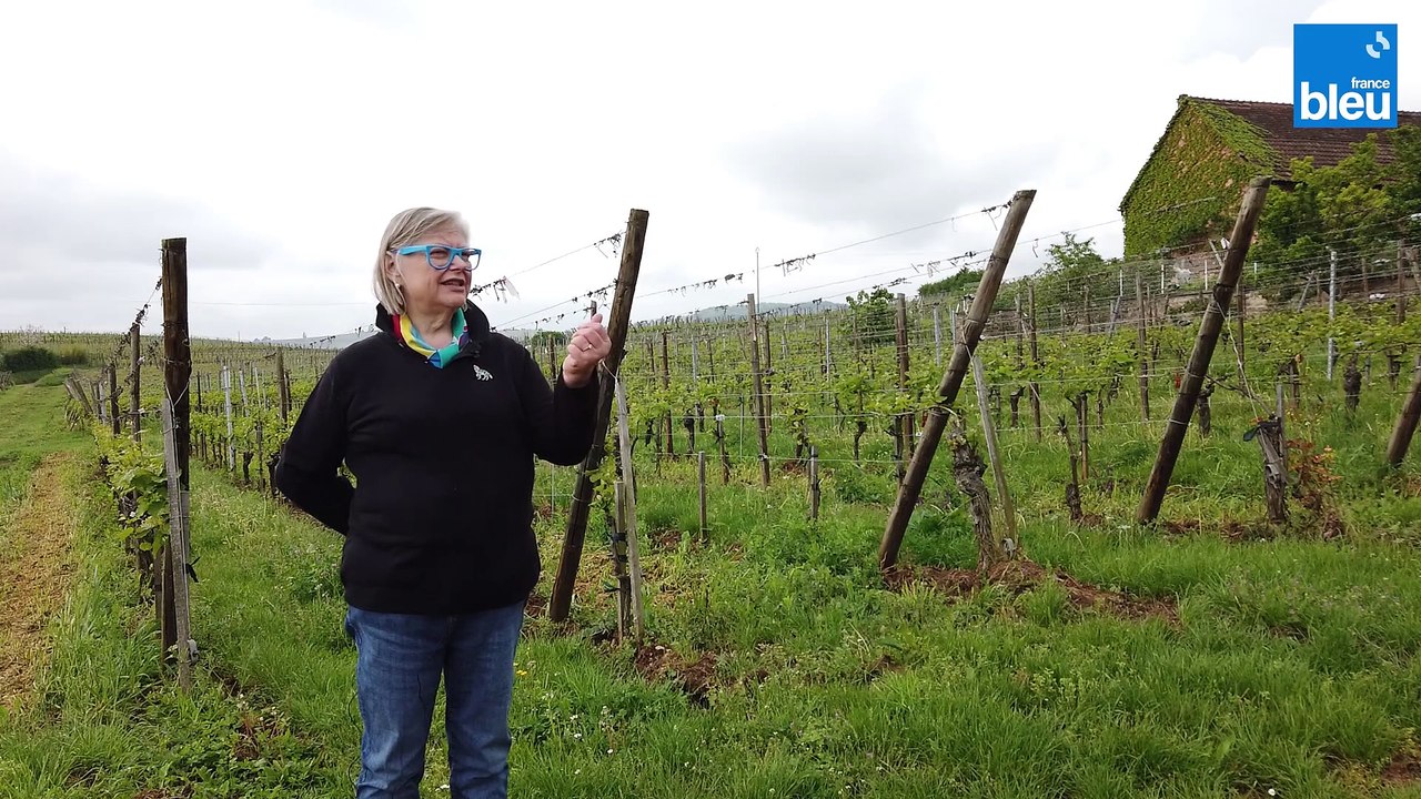 2/6 : les vignobles de Zellenberg