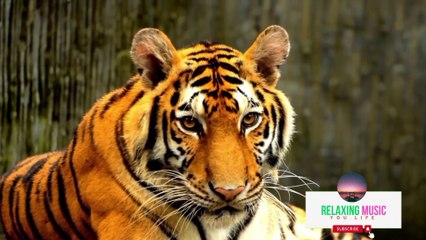 relaxing sounds | relaxing video background |most relaxing song in the | meditation music for sleep,