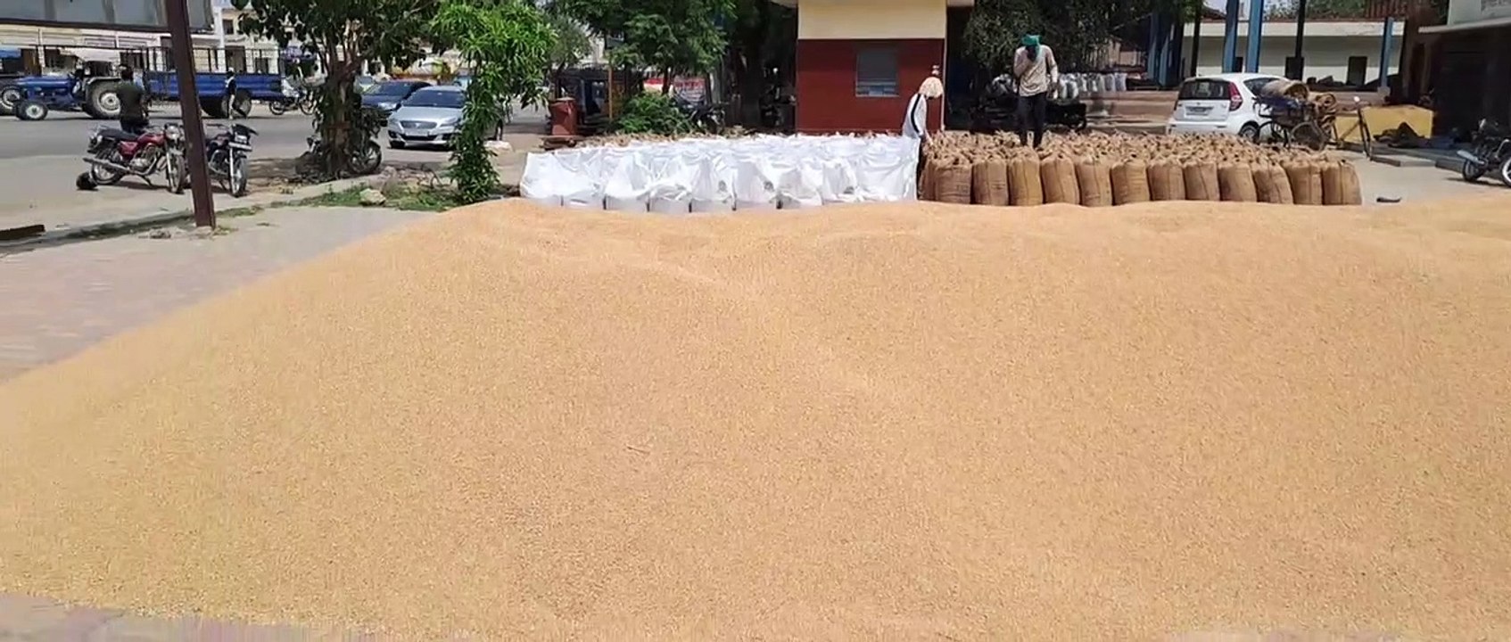 बाजार में गेहूं की फसल में 150 रुपए प्रति क्विंटल की तेजी