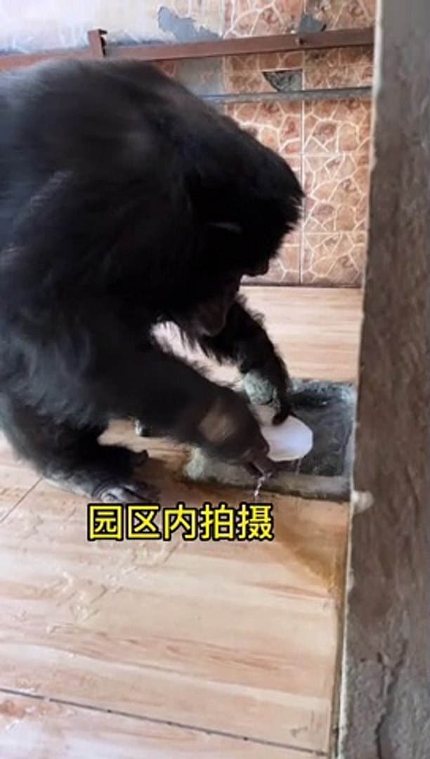 Gorilla Washing Dishes | Animals Funny Moments | Cute Pets | Funny Animals #animals #pets #gorilla