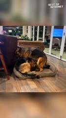 German Shepherds Struggling Hard To Fit || Best of Internet