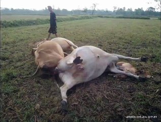 ฤดูฝน 2566 'ฝนตก' ระวังฟ้าผ่า! เปรี้ยงเดียววัวตาย 5 ตัวรวด