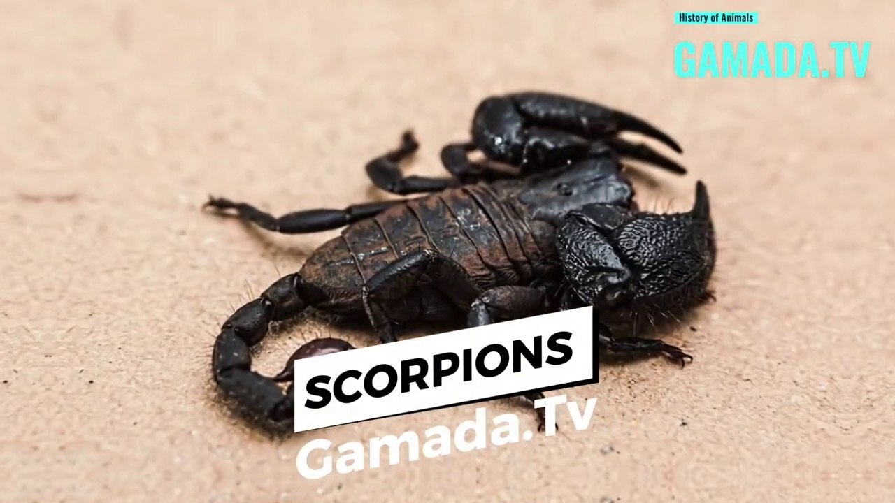 The Fascinating and Complex Social Lives of Scorpions