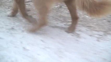 Encontramos en Portugal al perro más longevo del mundo