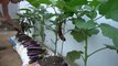 Why do Eggplant grow in bags of soil have so many fruits- Watch and Discover