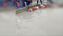 Yüzme havuzuna düşen inek, forklift yardımıyla kurtarıldı