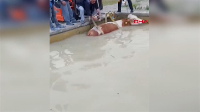 Yüzme havuzuna düşen inek, forklift yardımıyla kurtarıldı