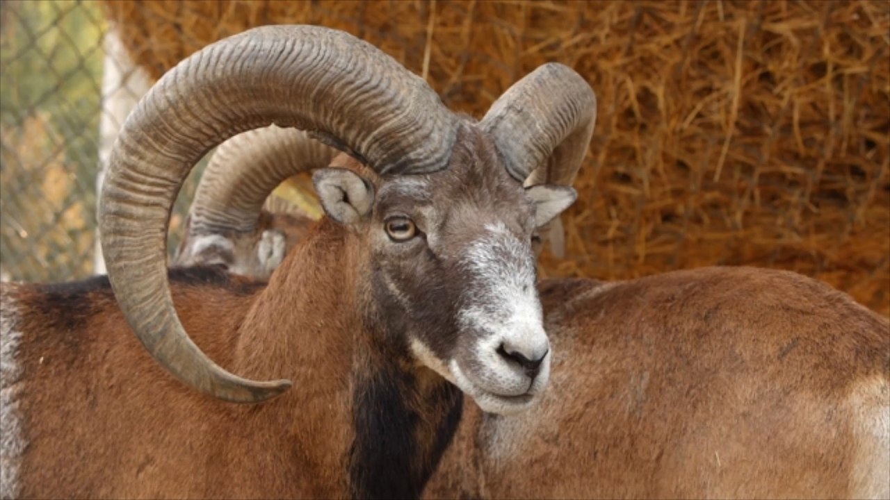Schleswig-Holstein: wilde Mufflons leben frei in Dorf
