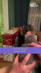 Family Surprises Mom With The Kitten || Heartsome