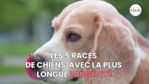 Shiba inu, Beagle, Golden retriever … Quelles sont les races de chiens avec la plus longue longévité ?