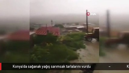 Konya'da sağanak yağış sarımsak tarlalarını vurdu
