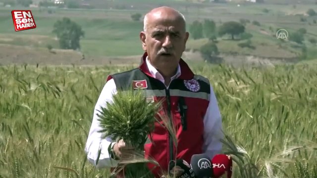 Vahit Kirişci: Buğdayda beklenen rekolte Türkiye'nin ihtiyacı karşılıyor