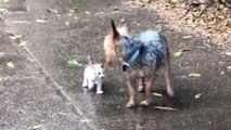 Dog Rescues Tiny Abandoned Kitten By Bringing It Home | Wild-ish TV