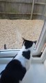 Stray Cat Jumps at Window in Attempt to Fight Pet Cat