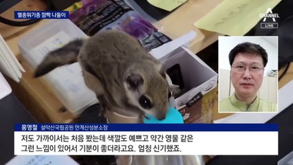 ‘멸종위기 식구들’ 깜짝 나들이…설악산에서 잇따라 포착