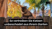 So vertreiben Sie Katzen unbeschadet aus Ihrem Garten