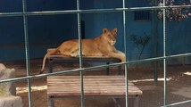 Antalya'da selfie için kafese giren aileye saldıran aslan, çocuğun saçlı derisini kopardı