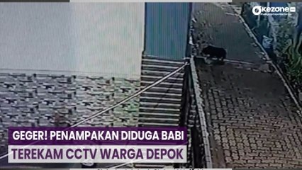 Geger! Penampakan Diduga Babi Terekam CCTV Warga Depok