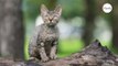 12 races de chats rares dont vous n’avez probablement jamais entendu parler !